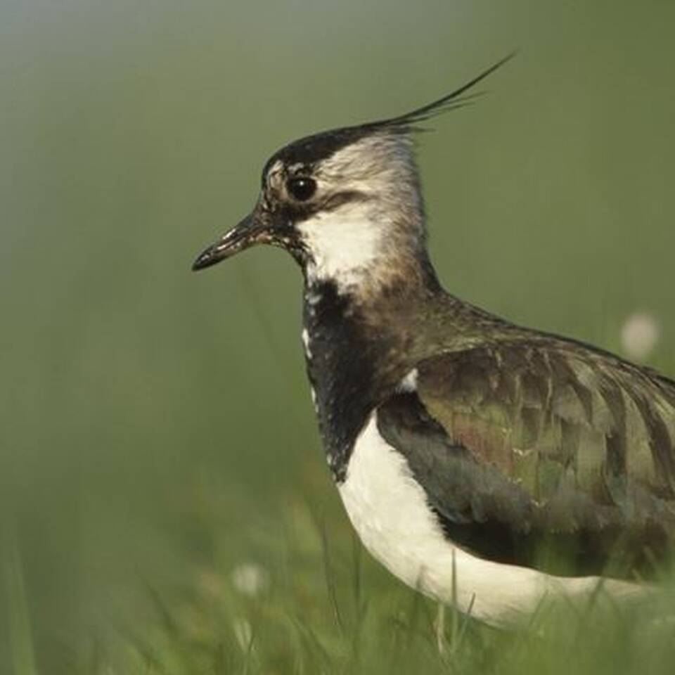 Beckingham marshes spring 1009116 lapwing adult female in breeding habitat pasture