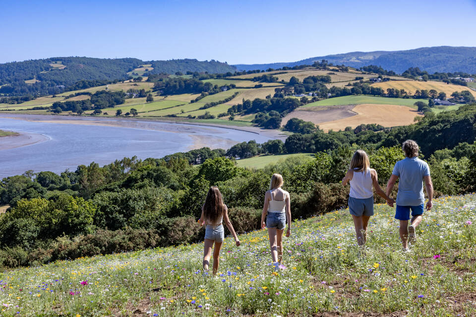 River Conwy wildflower meadow